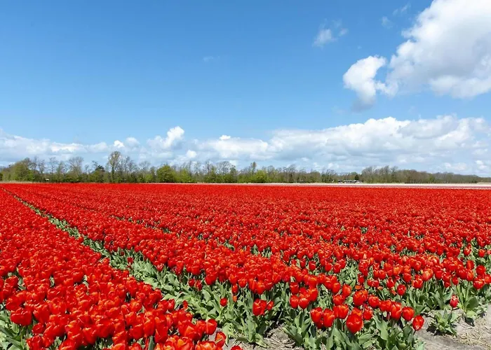 Welcoming With Garden *